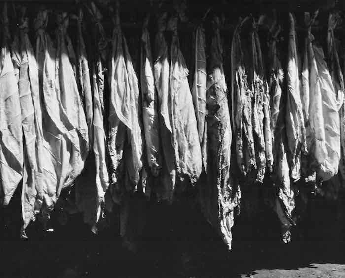 Left Hanging to Dry (Dejados al Secar)